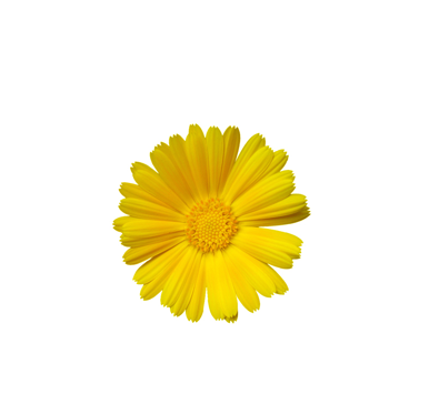 Calendula Flower