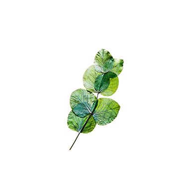 Eucalyptus