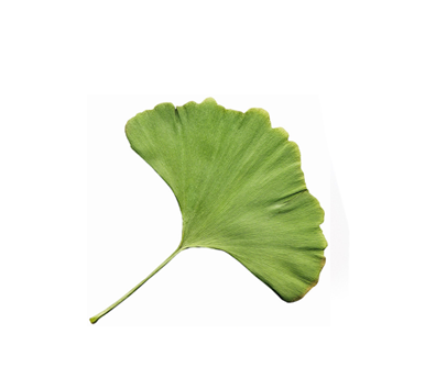Ginkgo Biloba Extract
